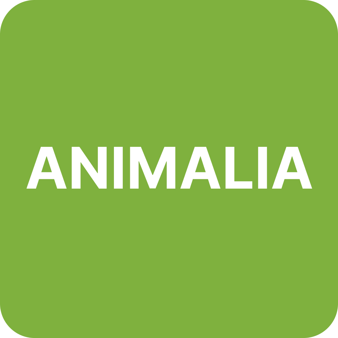 Animalia
