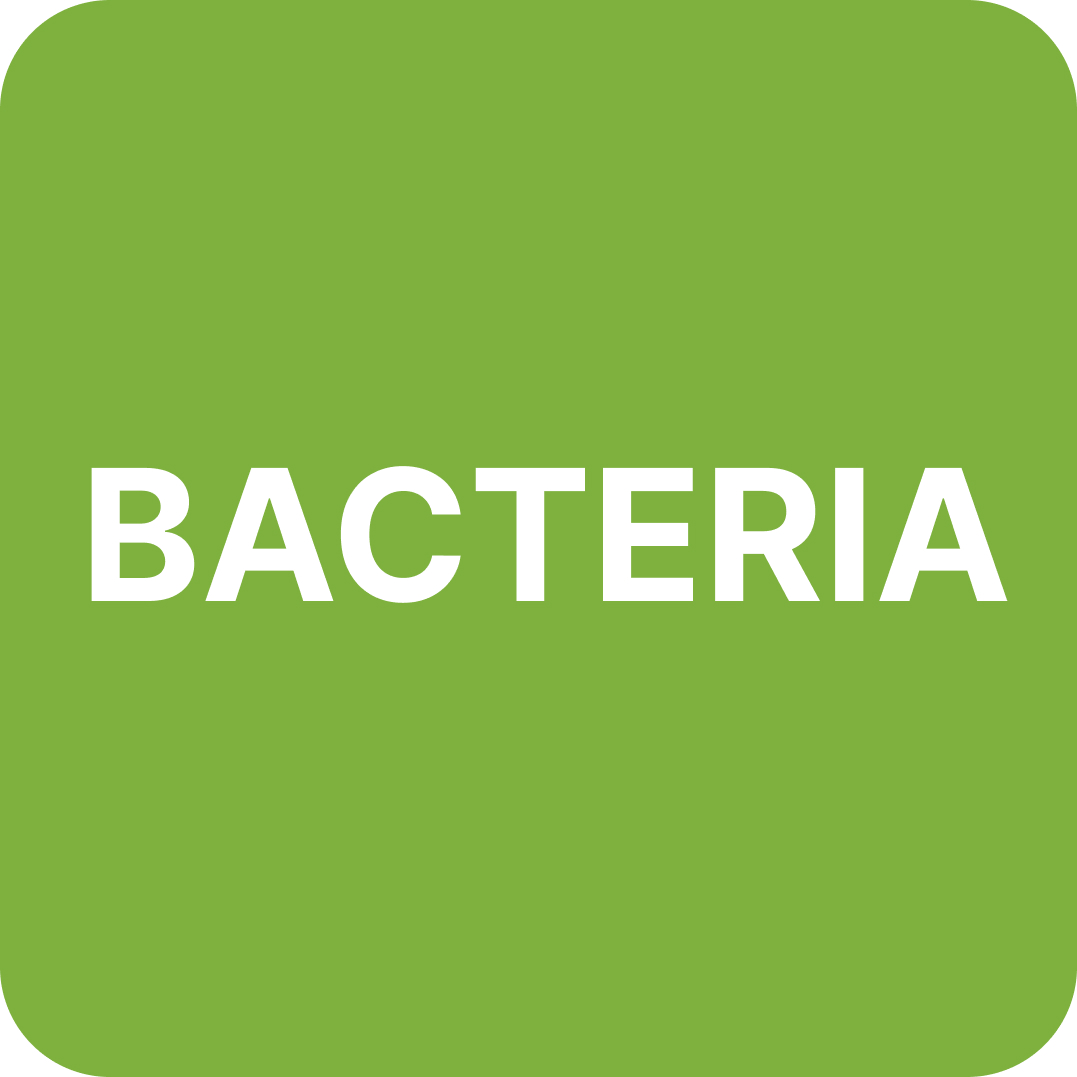 Bacteria
