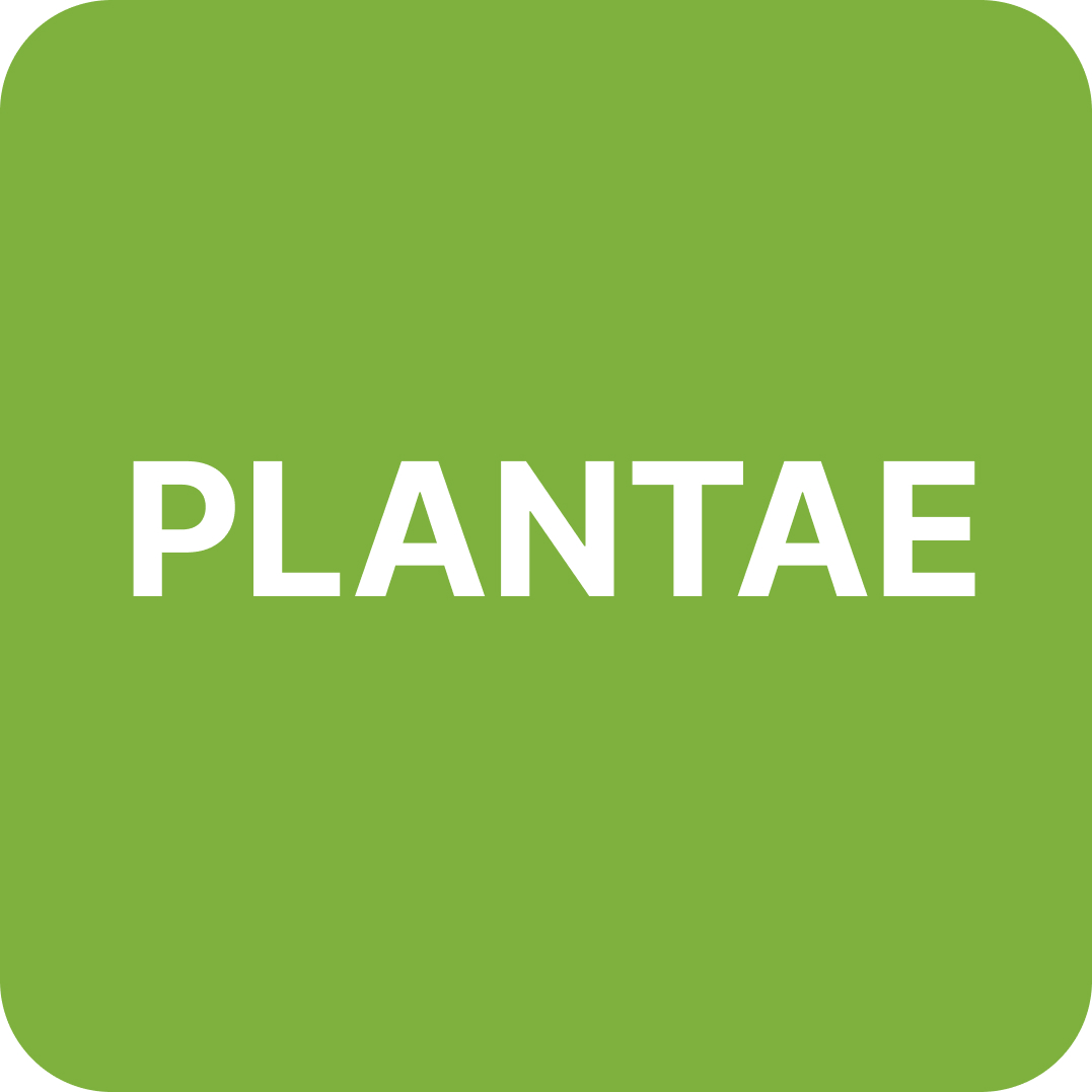 Plantae