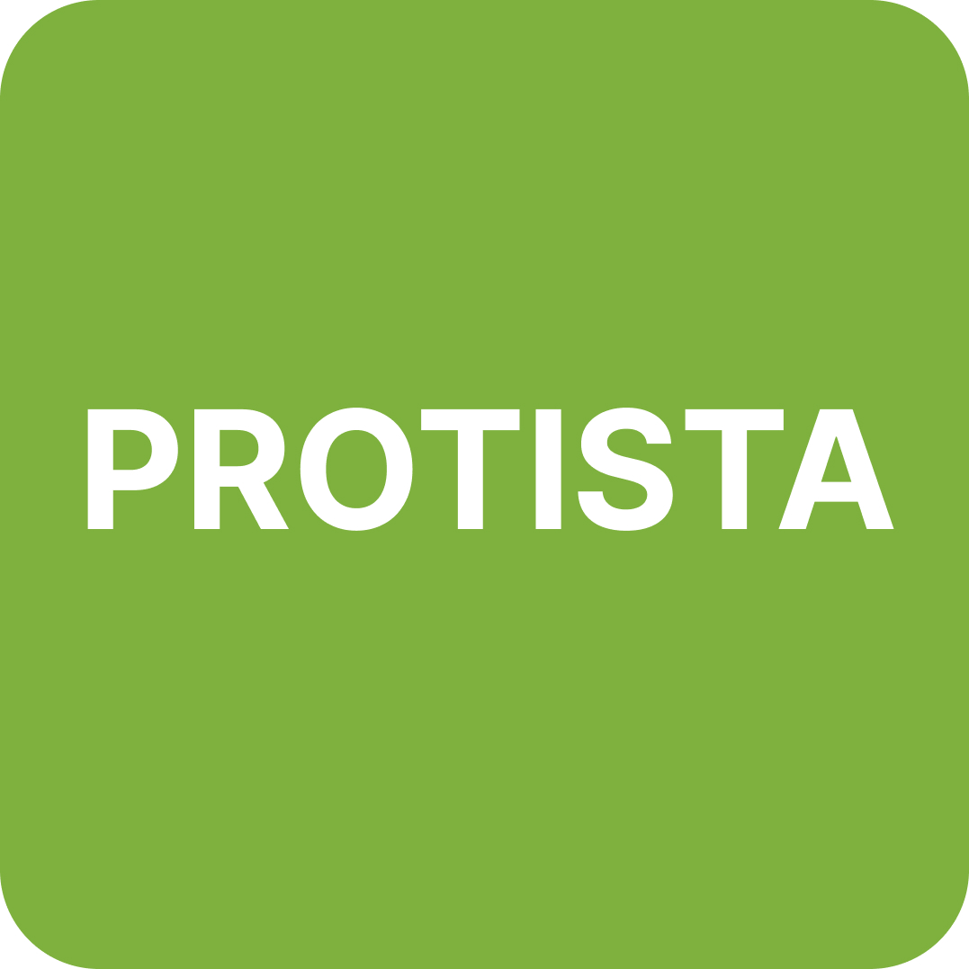 Protista